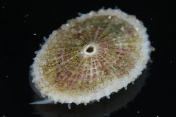 Media type: image;   Malacology 393853 Description: live specimen;
